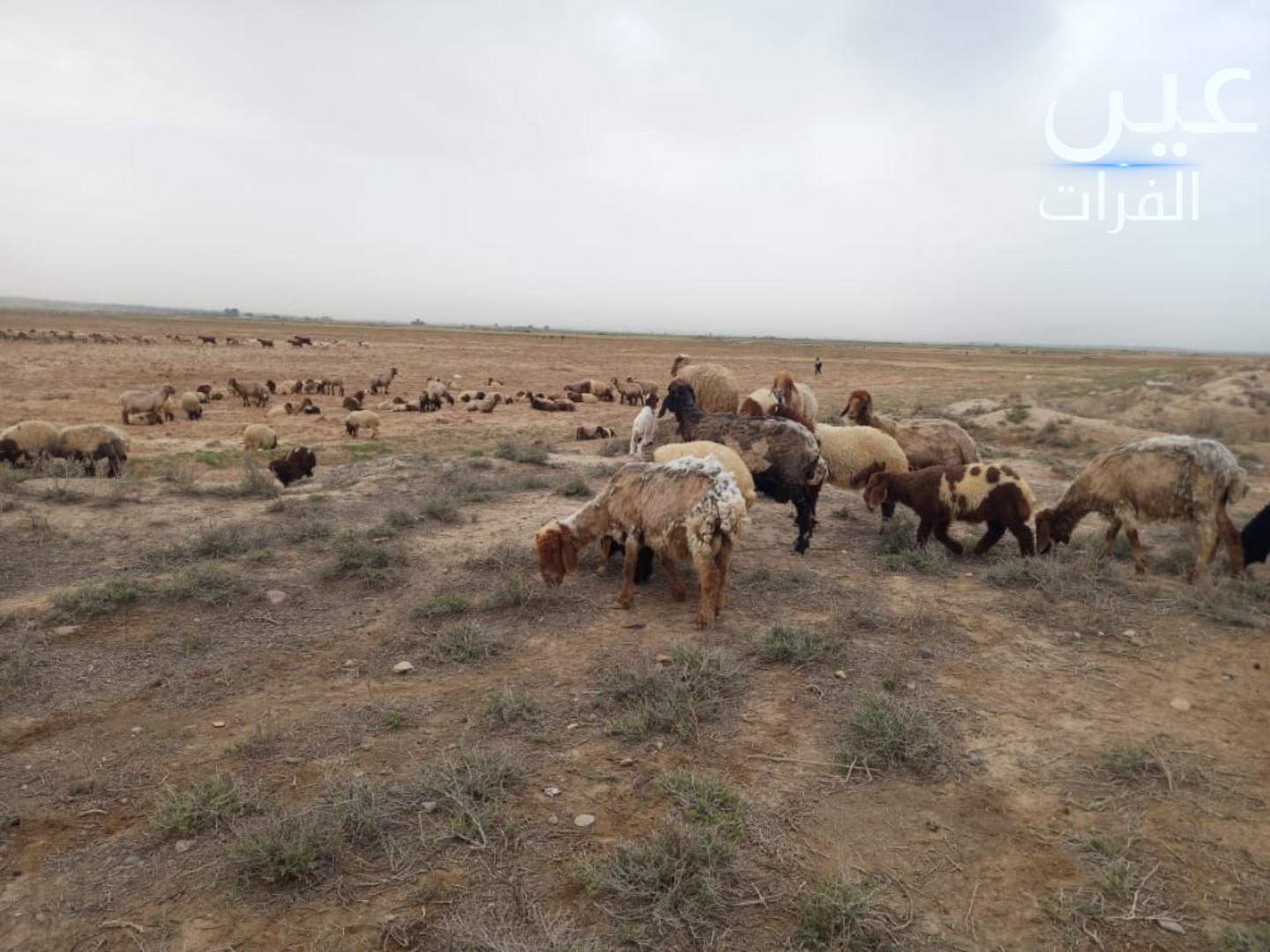 الجفاف وارتفاع تكاليف الرعاية.. ظروف قاسية تجبر مربي الماشية على بيع قطعانهم 