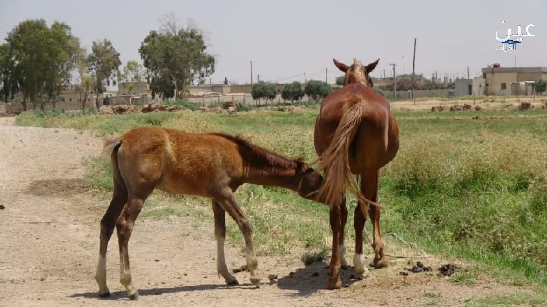 الخيول