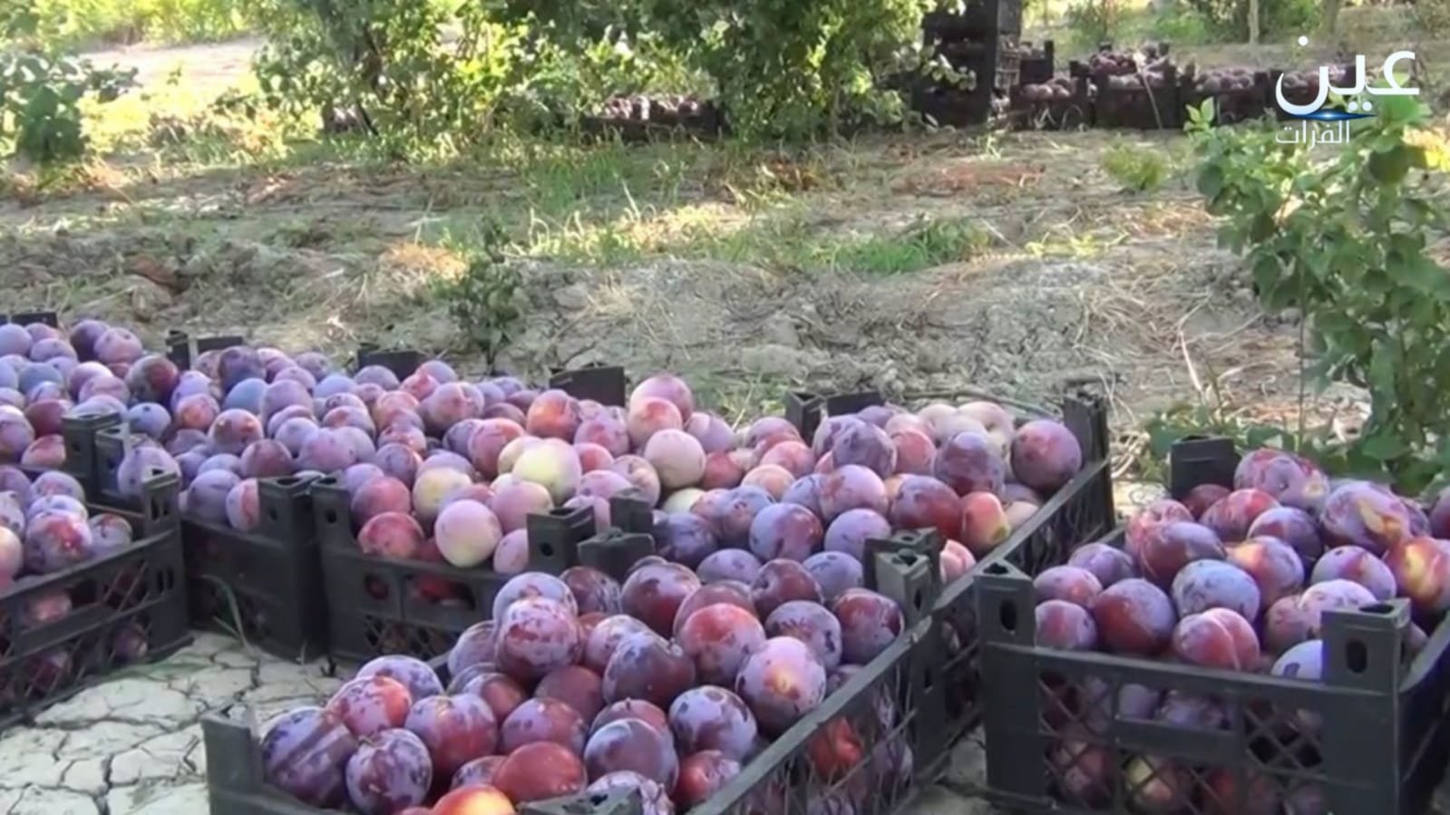 بدء موسم جني ثمار فاكهة الخوخ في ريف الرقة الشرقي