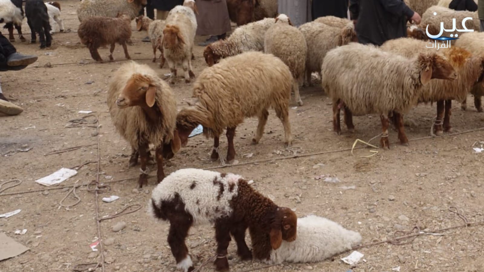 في موسم الحصاد.. مربو الأغنام يشكون ركود الأسواق بالرقة