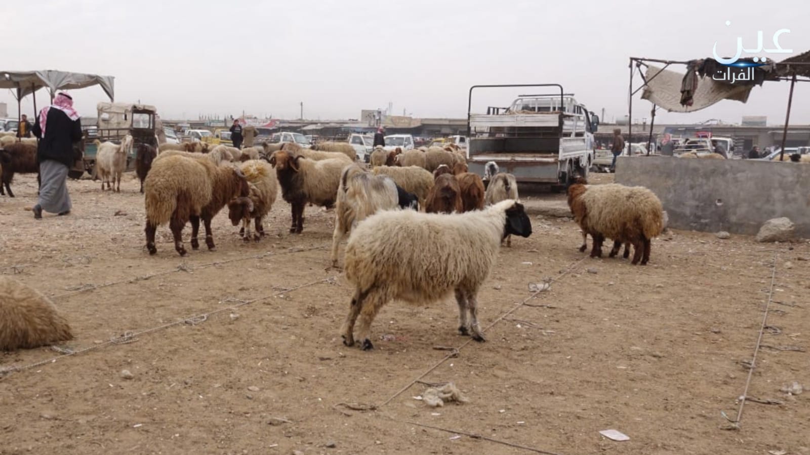 في موسم الحصاد.. مربو الأغنام يشكون ركود الأسواق بالرقة