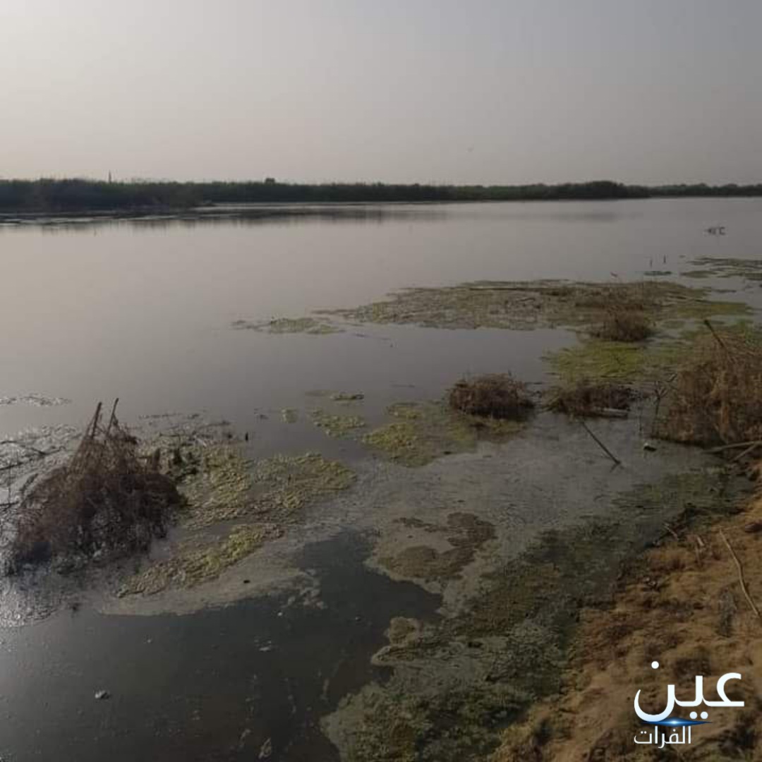 صهاريج القاطرجي تتسبب بكارثة بيئية في الصبحة شرقي ديرالزور.. والفرات يعاني من المخلفات النفطية