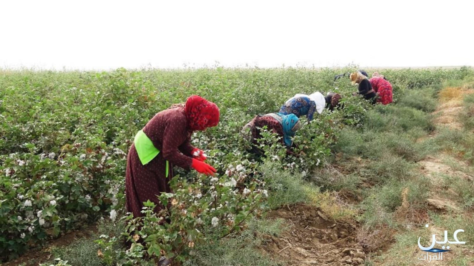 خسائر فادحة لمزارعي القطن غرب الفرات.. والموسم الحالي أسوء من سابقه