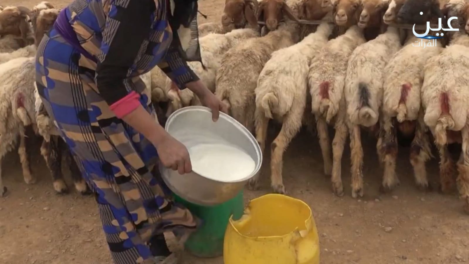 نسوة ديرالزور والرقة يحافظن على صناعة السمن العربي متحدين الحداثة و"الجاهز".. تعرف على الخطوات بالصور