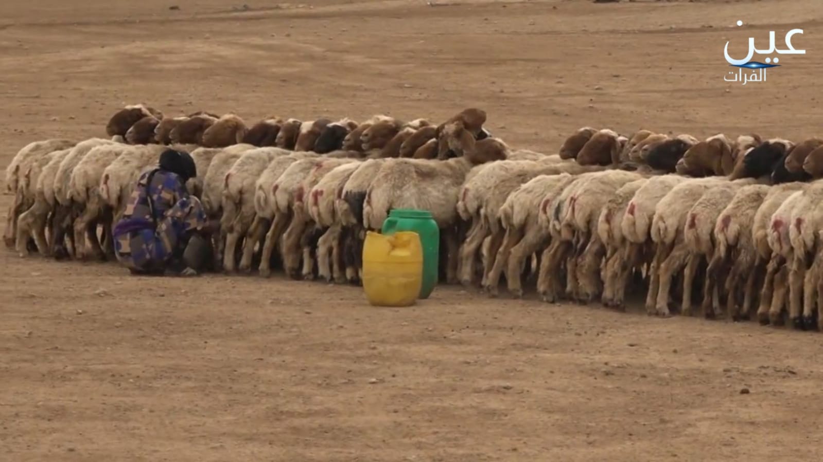 نسوة ديرالزور والرقة يحافظن على صناعة السمن العربي متحدين الحداثة و"الجاهز".. تعرف على الخطوات بالصور